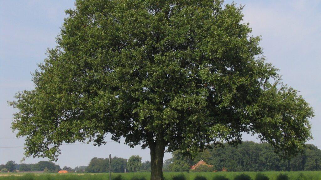 Eine große Eiche auf einem Feld